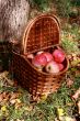 Apples in a basket