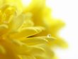 Yellow chrysanthemum with water drop