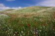 Poppy field in Tajikistan