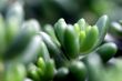 guatemalense sedum