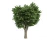 Elm or Ulmus campestris