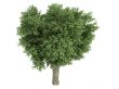 Elm or Ulmus campestris