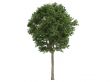 Ash-tree or Fraxinus