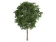 Ash-tree or Fraxinus