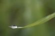 blade of grass with drop