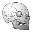 skull