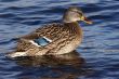 mallard