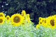 Field of sunflowers