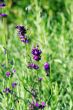 macro of lavender plant. herbal landscape of aromatic plant.