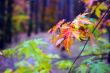 Red maple leaf in forest of autumn 