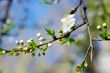 Tree branch with cherry flowers over natural background 