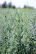 Green field of oats.