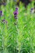 macro of lavender plant. herbal landscape of aromatic plant. 