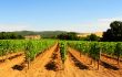  Vineyard