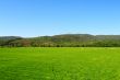 Paddy Field