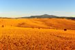 Hay Bales