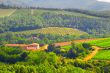 Vineyard