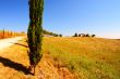 Cypress 