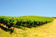 Vineyard