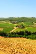 Vineyard