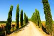 Cypress Alley 