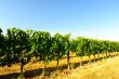Vineyard 
