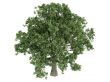 Quercus