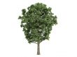 Poplar or Populus x canescens