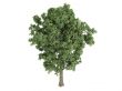 Poplar or Populus x canescens