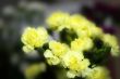 fantasy floral background