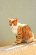Red cat