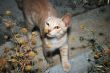 Tawny cat 