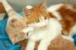 Kittens