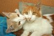Kittens