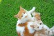 Two cats