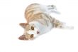 Beautiful cat