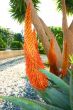 Aloe plant