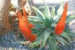 Aloe plant