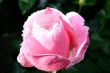 Pink rose