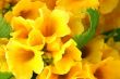 Yellow flowers