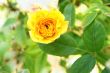 Yellow rose