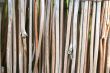 Bamboo background