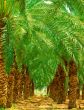 Date Palm.