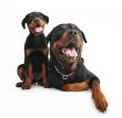 rottweilers