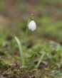 Snowdrop