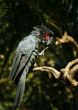 Black parrot