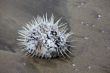 Sea hedgehog