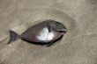 Dead fish