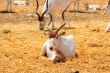 Addax