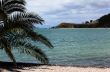 Palm on beach